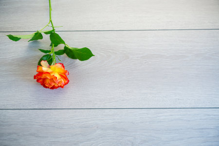 one red beautiful blooming rose on a light gray wooden tableの写真素材