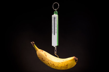 ripe yellow banana hanging on old style scales, isolated on black backgroundの写真素材
