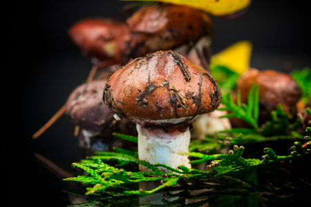 forest mushrooms with leaves, branches and fir trees isolated on black background