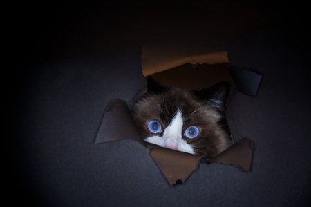 Beautiful young healthy Ragdoll cat isolated on a black background. High quality photoの写真素材