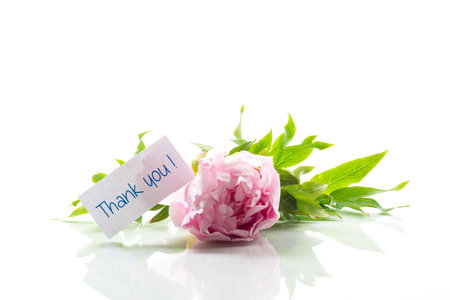 Pink tree peony flower, isolated on white background.の写真素材