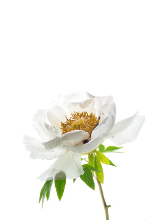 White tree peony flower, isolated on white background.の写真素材