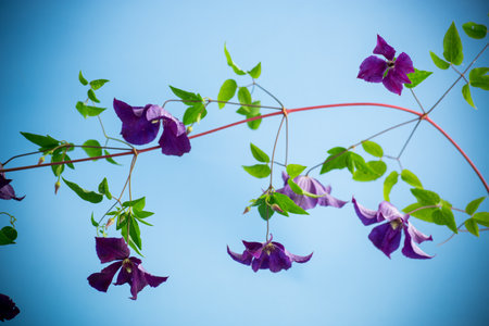 branch of blooming purple clematis, isolated on blue background.の写真素材