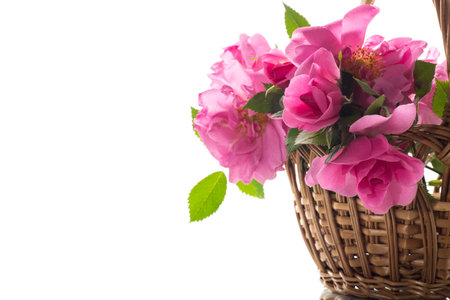 Beautiful pink rose on a white background.の写真素材