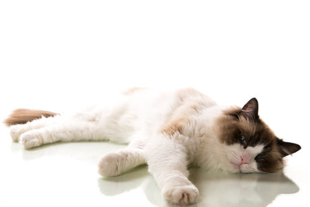 Beautiful young healthy Ragdoll cat isolated on a white background.の写真素材