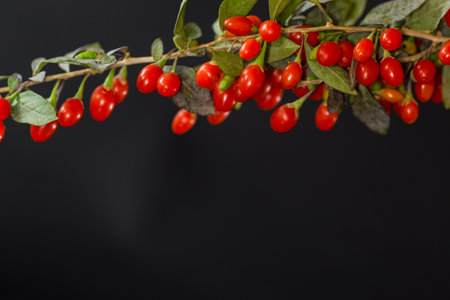 fresh ripe red goji berries on a branch, isolated on black background.の写真素材
