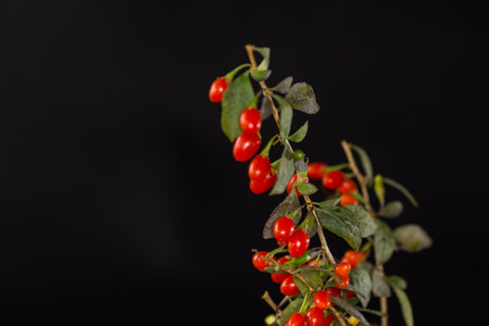 fresh ripe red goji berries on a branch, isolated on black background.の写真素材