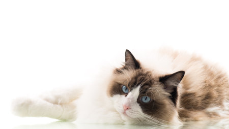 Happy beautiful Ragdoll cat isolated on white background.の写真素材