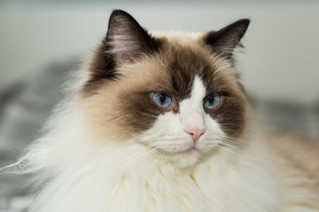 Portrait of a beautiful Ragdoll cat in a home environment.の写真素材