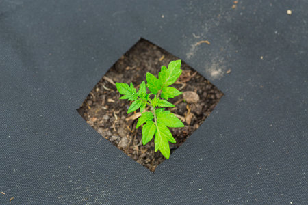 young sprouted tomato plant with several leaves growing out of the ground.の写真素材