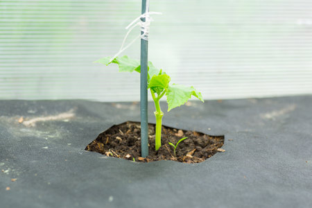 young sprouted cucumber seedling with several leaves, growing out of the ground.の写真素材