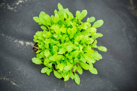 young sprouted arugula bush with several leaves growing out of the ground.