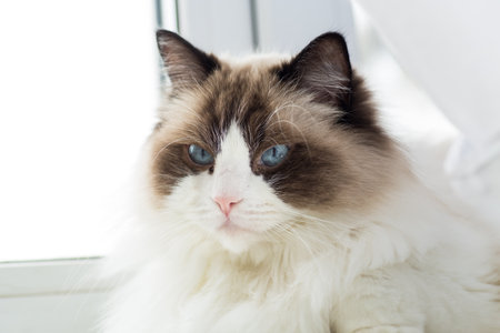 Portrait of a beautiful Ragdoll cat in a home environment.の写真素材
