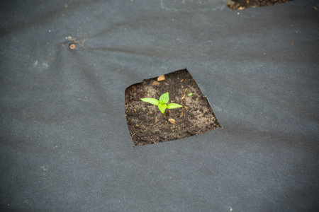 young sprouted pepper plant with several leaves growing out of the ground.の写真素材