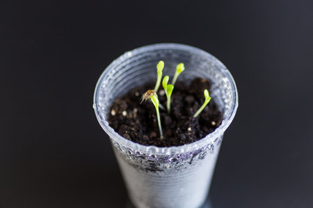 Young sprouts in a plastic cup with soil.の写真素材