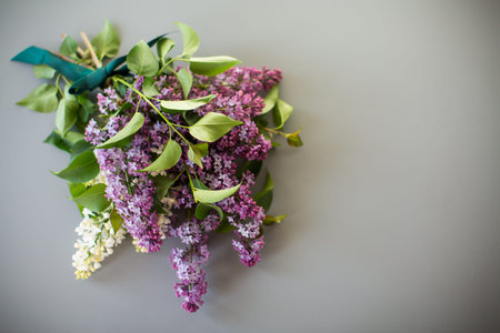 Blooming white and purple lilacs isolated on a gray background.