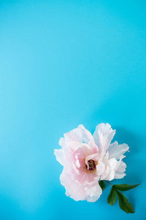 Pink peony with lush petals on a blue background from above.の写真素材