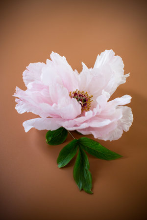 Pink peony with lush petals on brown background from above.の写真素材