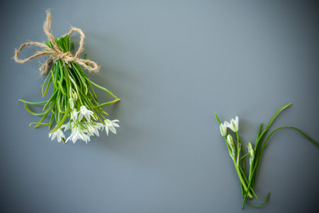 Bunch of spring snowdrops on a gray background.の写真素材