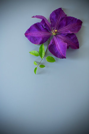 Minimalistic top view of purple clematis for design.の写真素材
