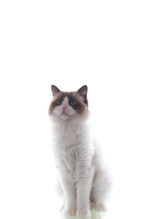 Cute young Ragdoll cat on white background.の写真素材