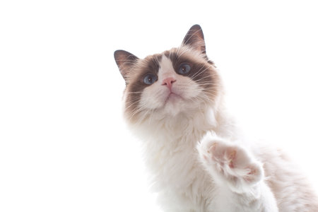 Cheerful curious Ragdoll cat on white background.の写真素材