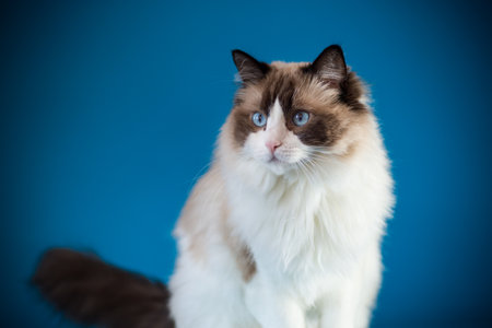 Beautiful Ragdoll cat with blue eyes.の写真素材