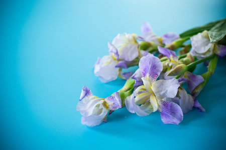 Fresh cut irises with bright greenery on a blue background.