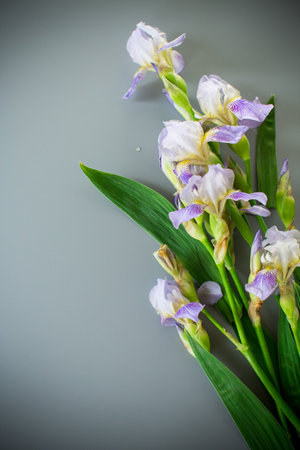 Spring irises in a minimalist composition.の写真素材