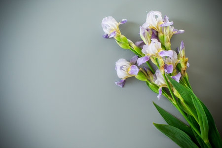 A bouquet of irises on a light gray background.の写真素材