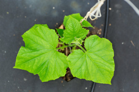 Young cucumber plant in greenhouse conditions in spring.