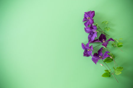 purple clematis branch on green background from above.の写真素材