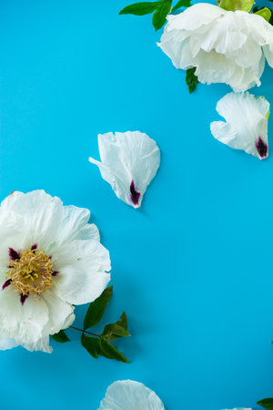 Top view of white peony flowers on blue background.の写真素材