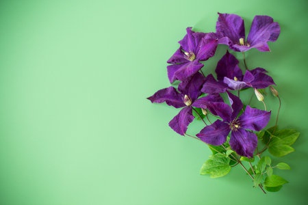 blooming clematis isolated from above on background.の写真素材
