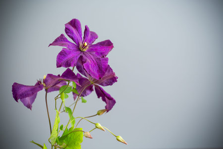 gray background with branch of clematis and place for text.
