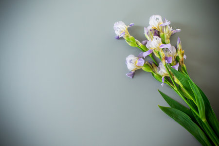 Delicate irises with long green leaves.の写真素材