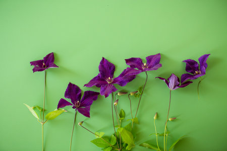 Purple clematis flower from above on green backing.の写真素材