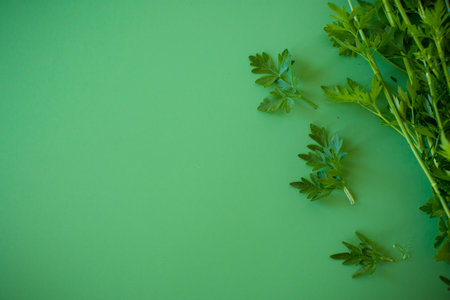 Natural green parsley in a bunch on bright greenery.の写真素材