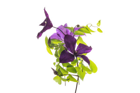 Elegant clematis with flowers on white background.の写真素材