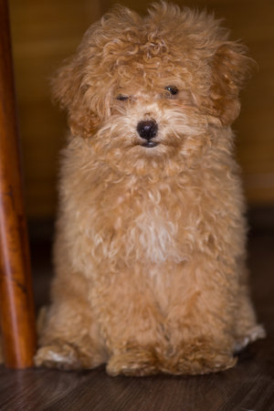 Cute Maltipoo on a wooden floor in a home interior.の写真素材