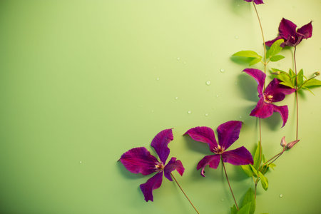 Isolated clematis with green space in frame.