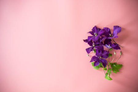 clematis branch and space for text on pink background.の写真素材