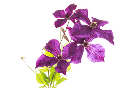 Close-up of clematis with purple petals and greenery.の写真素材