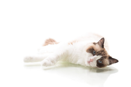cat breed Ragdoll with long hair isolated on white background.の写真素材