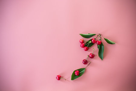 Ripe cherries isolated on pink background.