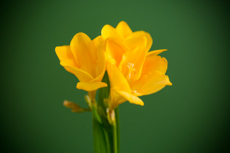 Macro photography of yellow flower on green background.の写真素材