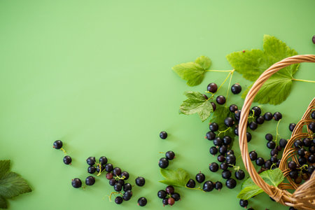 Ripe blackcurrants in a basket on a green background.の写真素材