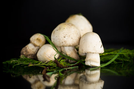Fresh raw champignons isolated on black background.
