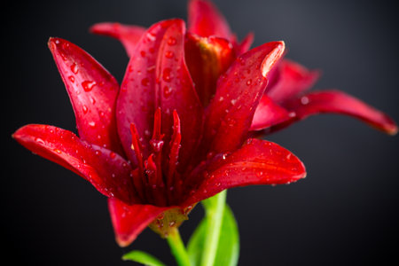 Close up of red lilies isolated on black.の写真素材