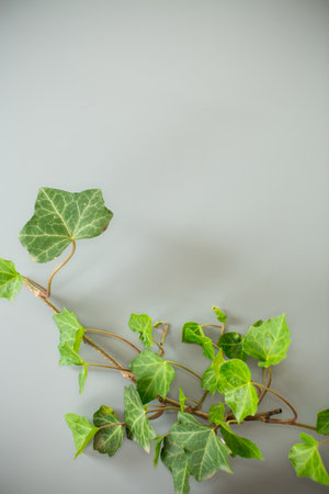 Natural composition with ivy branch on gray background.の写真素材